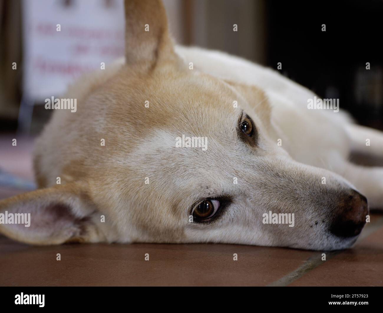 Porträt eines Haushundes, der auf einem Fliesenboden in einer Wohnung liegt Stockfoto