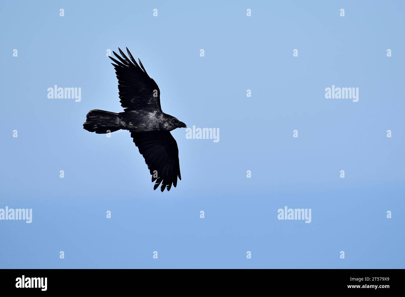 Raven (Corvus corax) in Fly, Mallorca, Balearen, Spanien | Kolkrabe (Corvus corax) fliegend, Mallorca, Balearen, Spanien Stockfoto