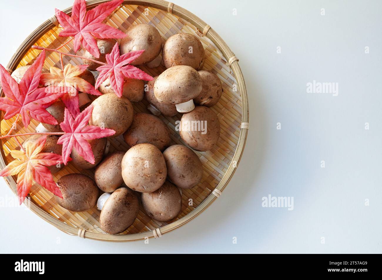 Cremini-Pilze auf weißem Hintergrund mit Herbstblättern Stockfoto