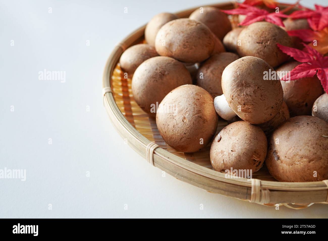 Cremini-Pilze auf weißem Hintergrund mit Herbstblättern Stockfoto