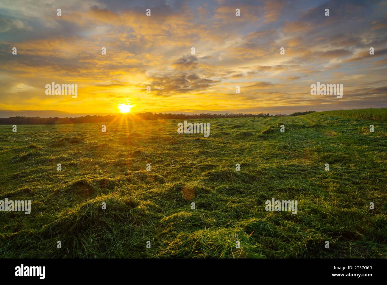 goldener Sonnenuntergang über ländlicher niederländischer Landschaft Stockfoto