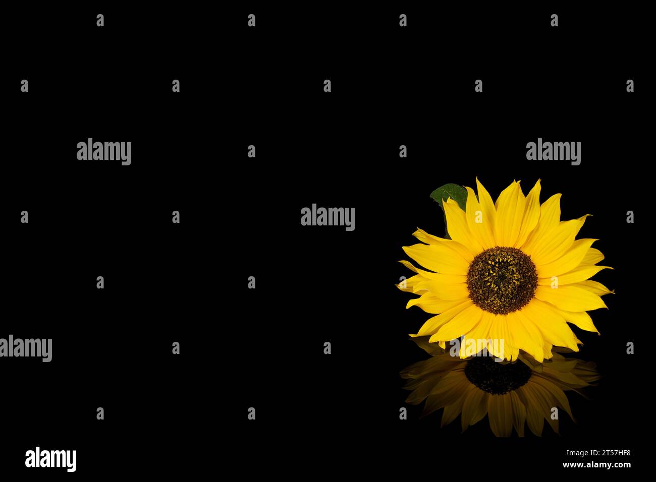 Gelbe rote Sonnenblumen isoliert auf Hintergrund Stockfoto