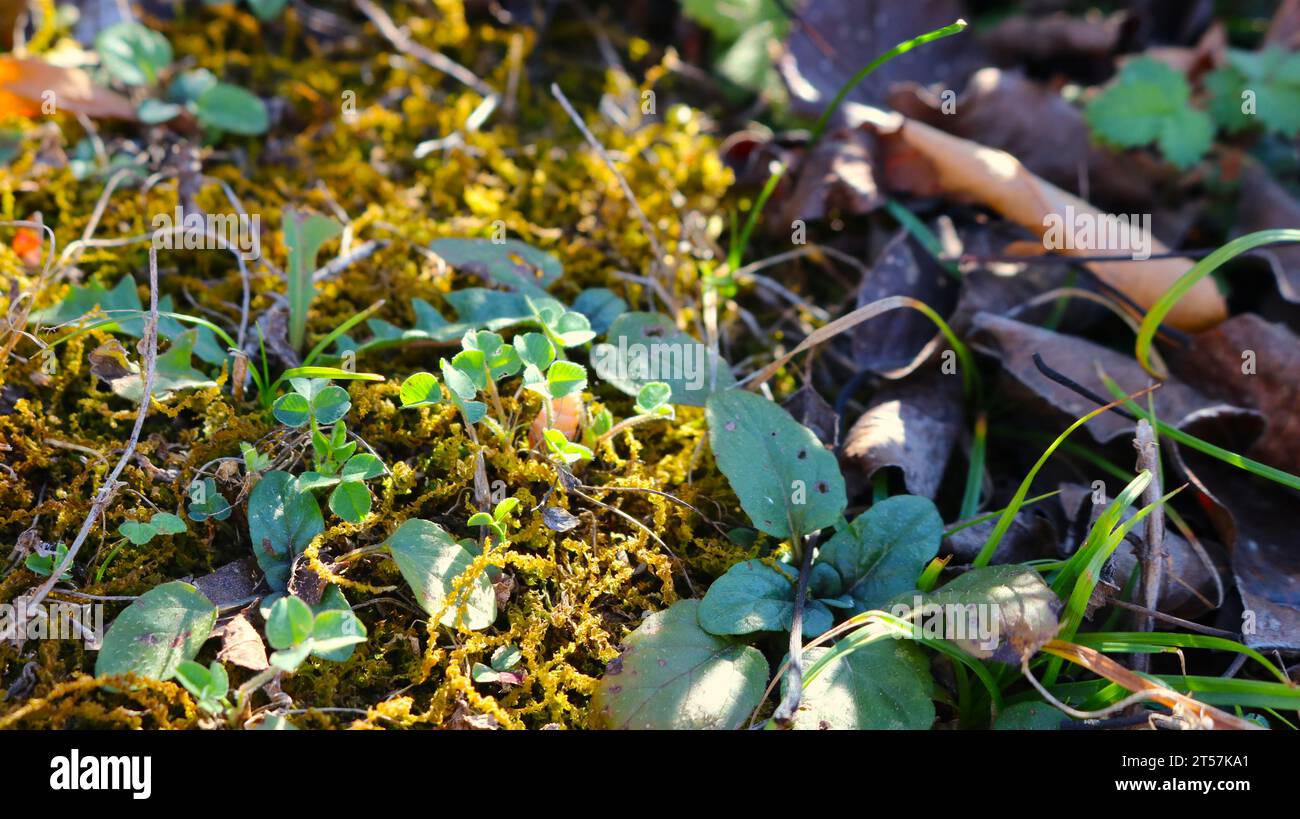 Winzige Klötze und anderes wildes Gras in Makrofotografie bei sanftem Sonnenlicht, Klötze von Waldgrün und Moos aus der Nähe des natürlichen Hintergrunds Stockfoto