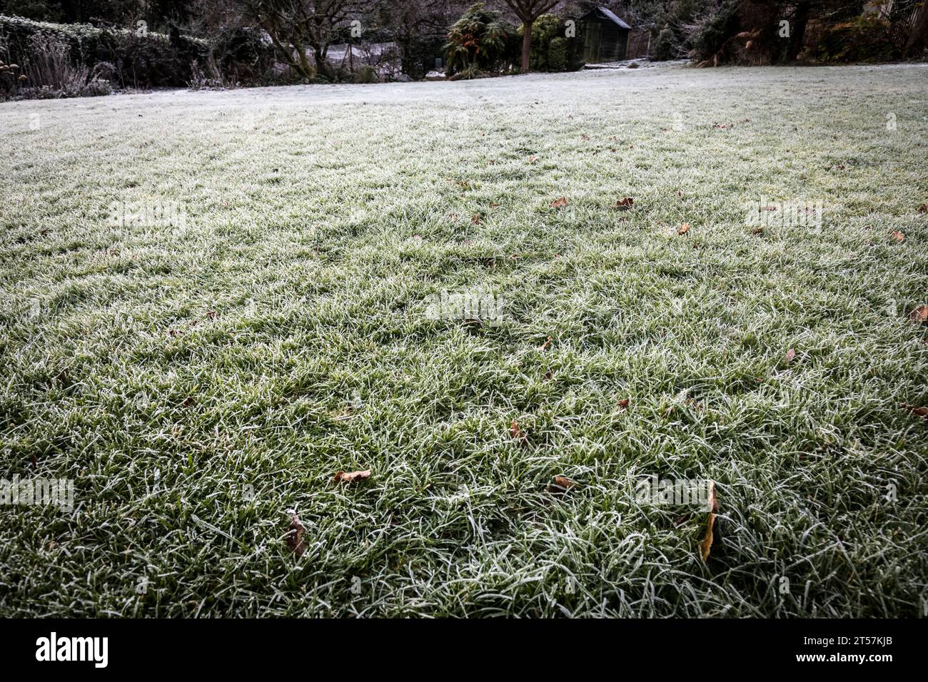 Frost auf dem Rasen, Surrey, England Stockfoto