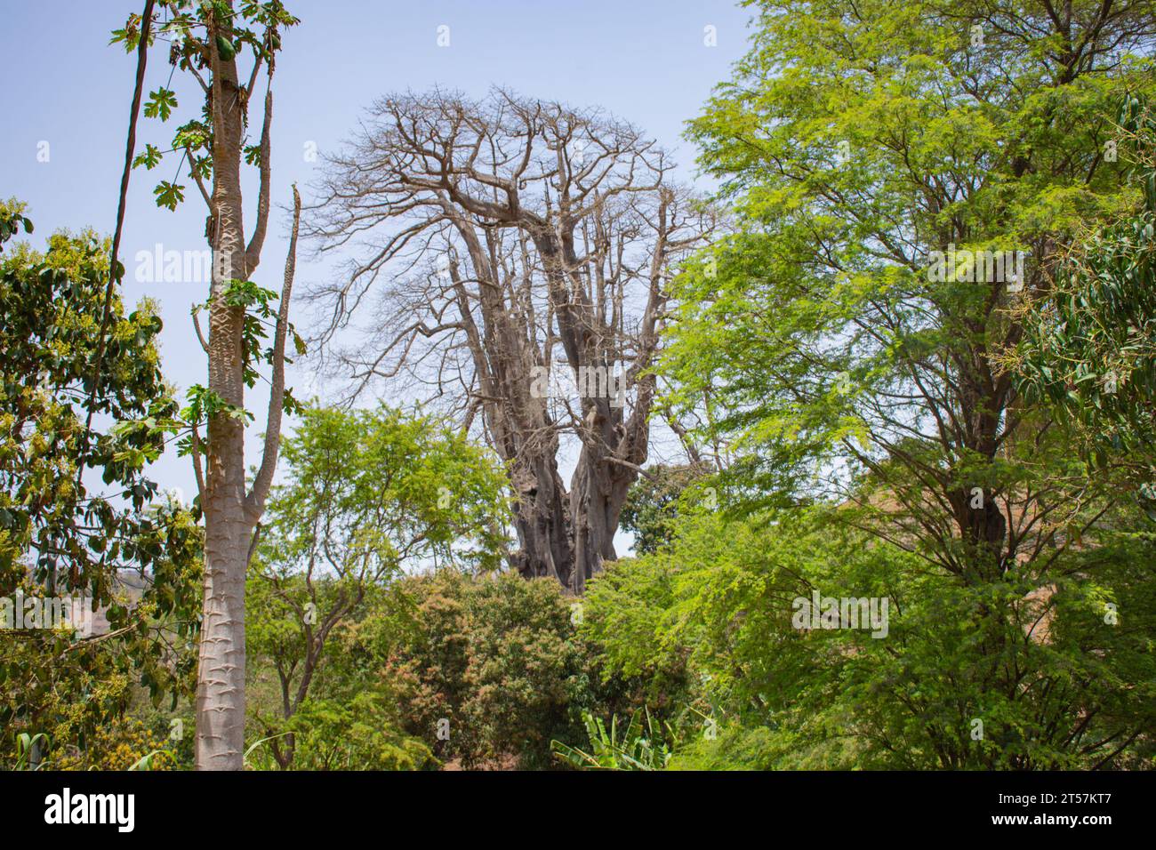 Stamm und Stützwurzeln von 25 Meter hohen Kapok (Ceiba pentandra), höchster Baum in Kap Verde / Cabo Verde bei Boa Entrada auf der Insel Santiago Stockfoto