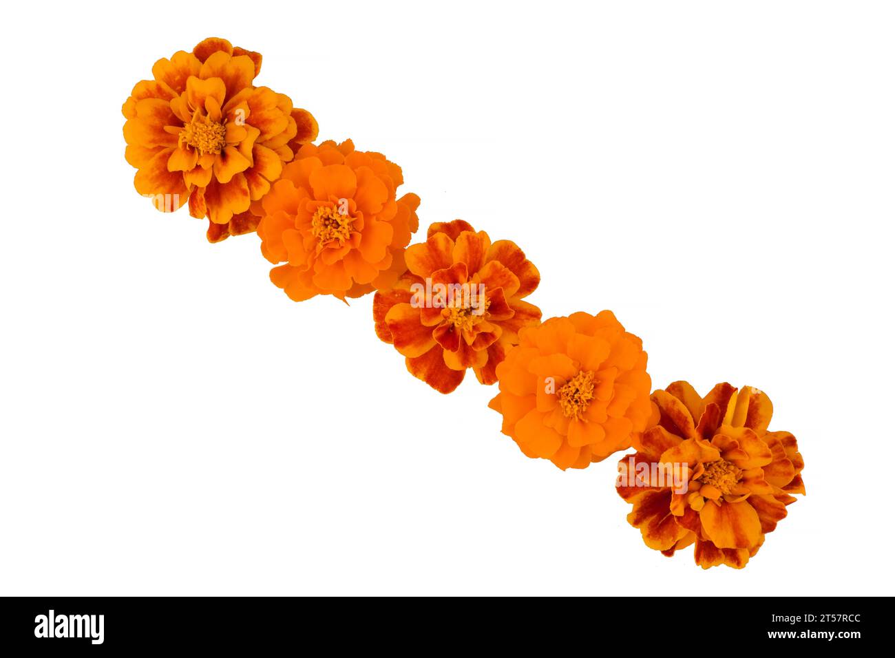 Ringelblume isoliert auf weißem, lateinischem Namen Tagetes Stockfoto