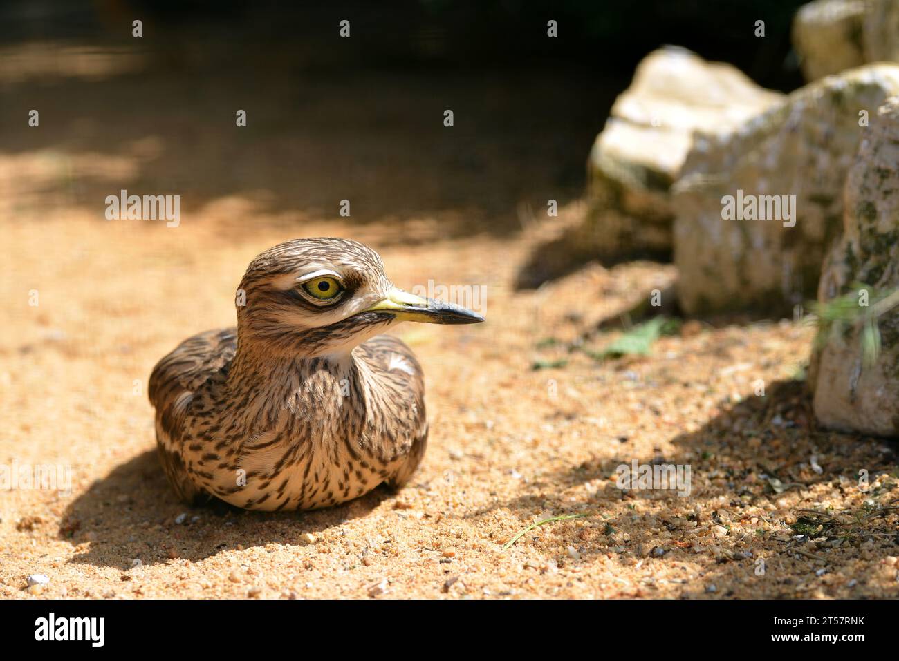 Eurasischer Steinbrach (Burhinus oedicnemus). Stockfoto