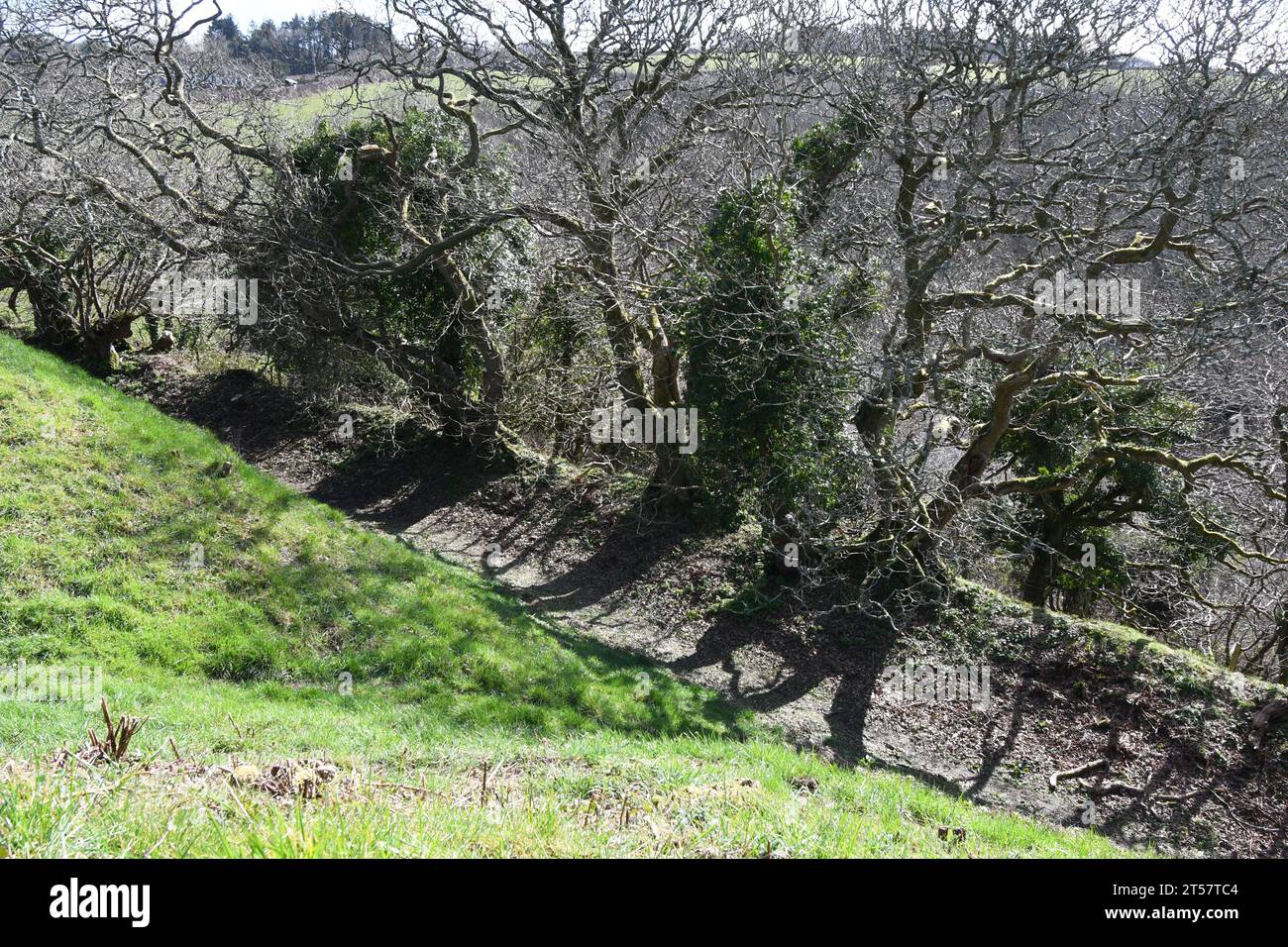 Teilweise bewaldeter Graben um die Burg Kilkhampton, auch bekannt als Penstowe Castle, mittelalterliche Festung von Motte und Bailey Bau auf einem Hügel Protektor Stockfoto