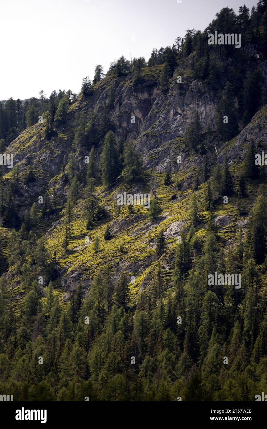 Ruhiger Wald. Stockfoto