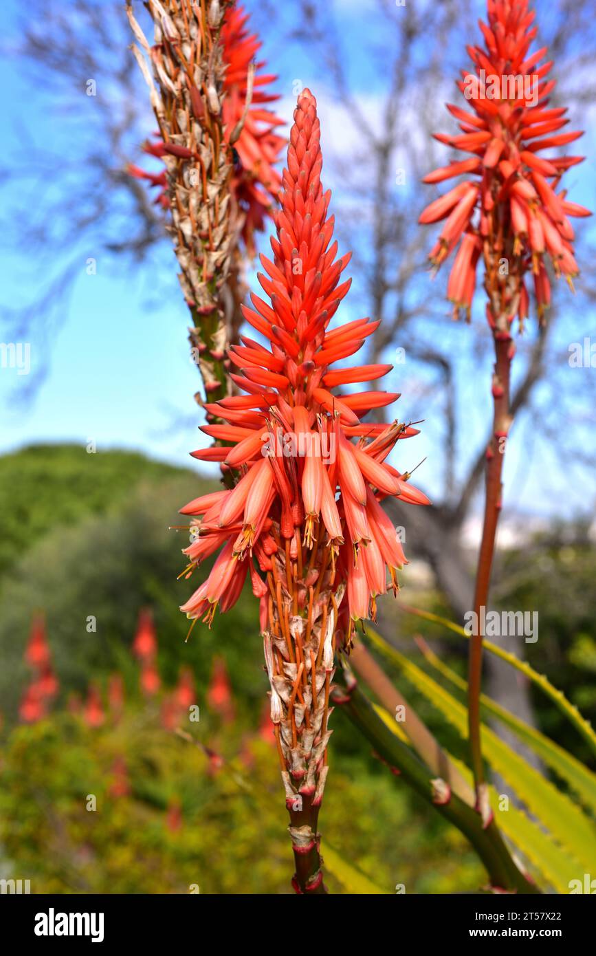 Franzsische aloe -Fotos und -Bildmaterial in hoher Auflsung  Alamy