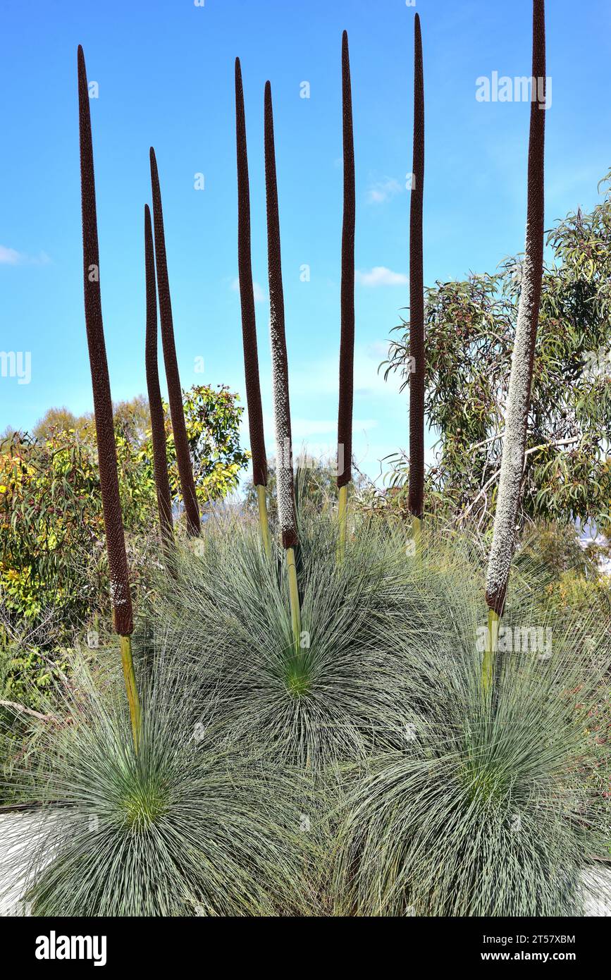 Der Grasbaum (Xanthorrhoea glauca) ist eine in Australien heimische Baumpflanze. Stockfoto