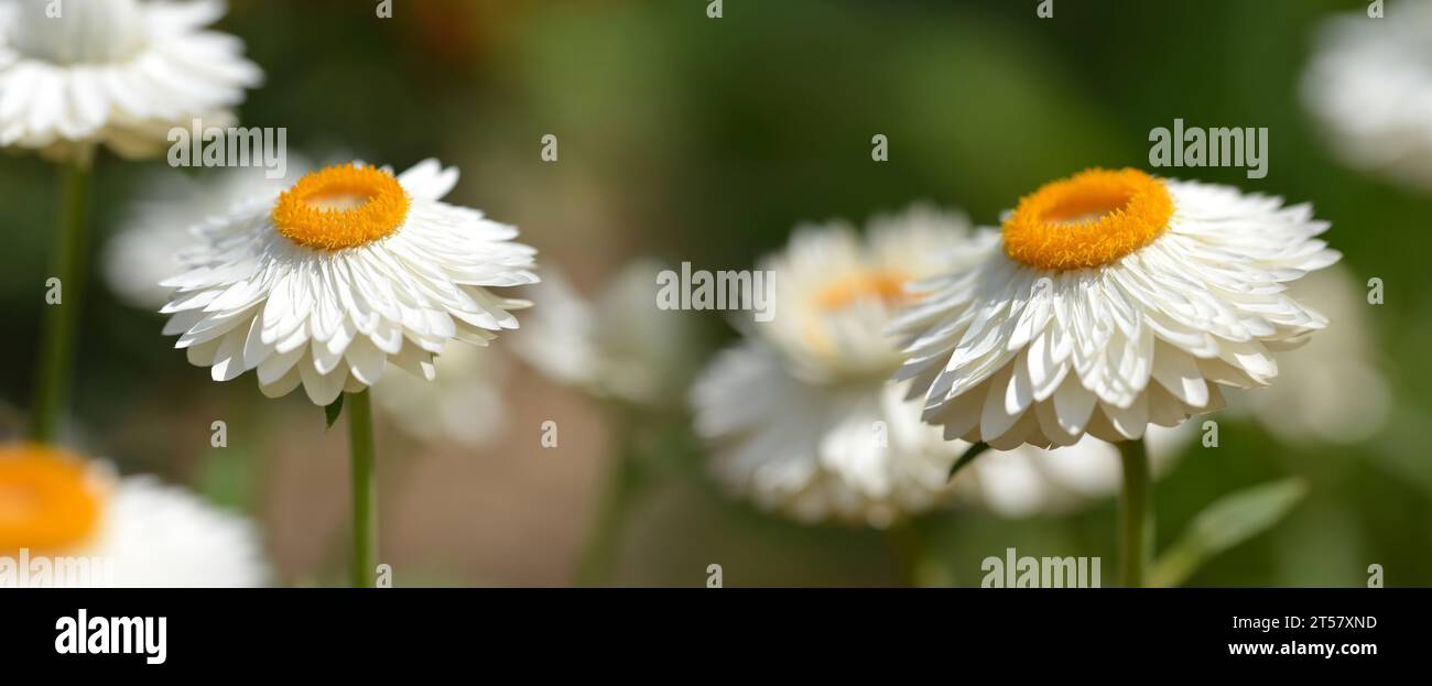 Strawflower ( Xerochrysum bracteatum 'Mohave White'), Pflanze in der Familie der Asteraceae aus Australien. Stockfoto