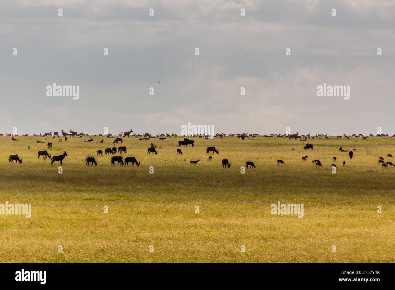 Verschiedene Pflanzenfresser im Masai Mara National Reserve, Kenia Stockfoto
