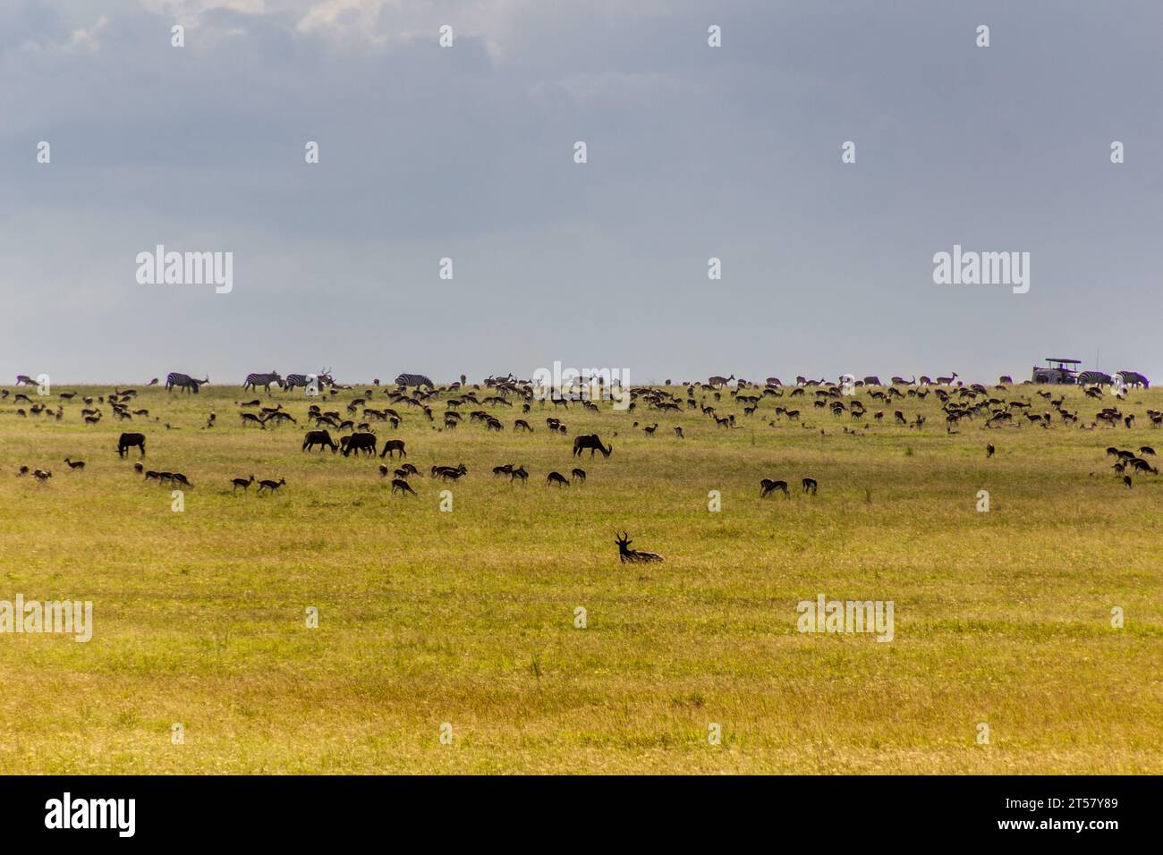 Verschiedene Pflanzenfresser im Masai Mara National Reserve, Kenia Stockfoto