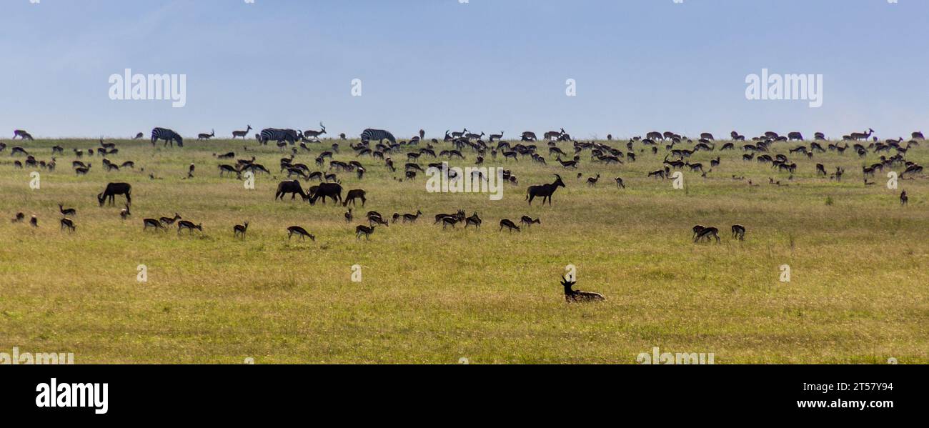 Verschiedene Pflanzenfresser im Masai Mara National Reserve, Kenia Stockfoto