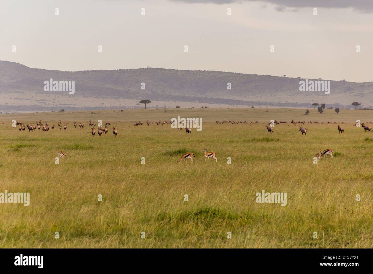 Verschiedene Pflanzenfresser im Masai Mara National Reserve, Kenia Stockfoto