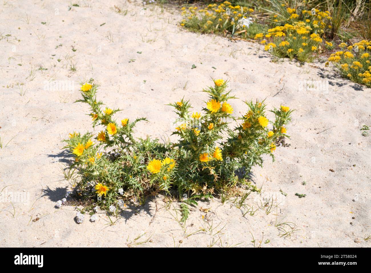 Die spanische Austerndistel (Scolymus hispanicus) ist eine in Südeuropa und Nordwestafrika heimische, biennale oder mehrjährige Pflanze. Dieses Foto Stockfoto