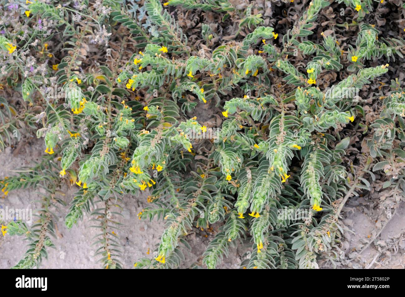 Orientalisches Alkanet (Alkanna orientalis) ist eine mehrjährige Pflanze, die im östlichen Mittelmeerraum und im Nahen Osten beheimatet ist. Dieses Foto wurde in Kappadokien, Türkei, aufgenommen. Stockfoto