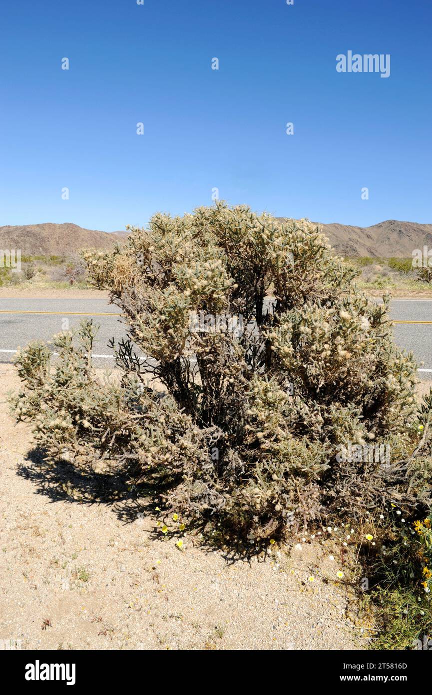 cholla (Cylindropuntia ramosissima oder Opuntia ramosissima) ist ein in Kalifornien (USA) und Baja California (Mexiko) beheimateter Kakteen. Diese p Stockfoto