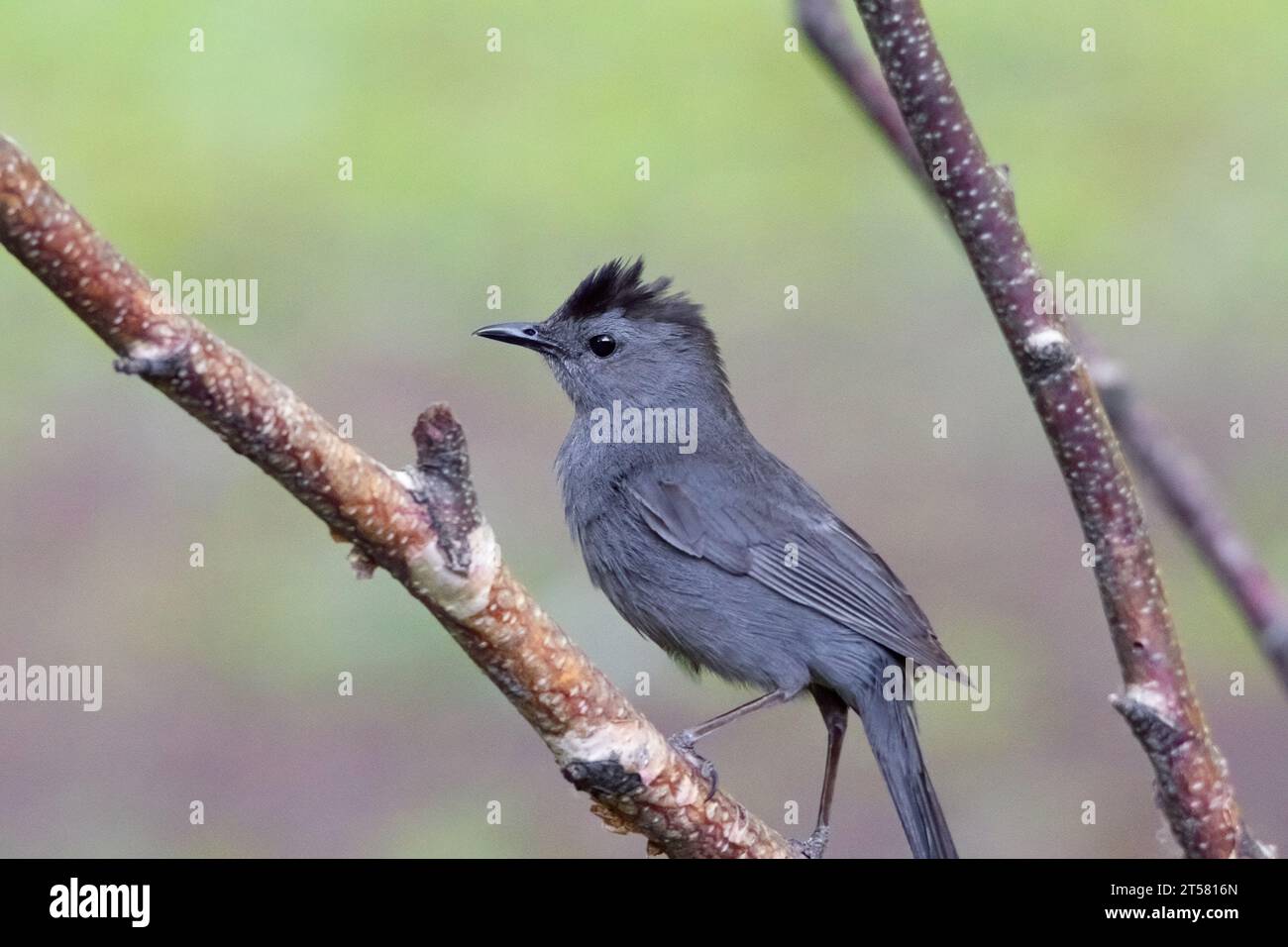 Grauer Katzenvogel (Dumetella carolinensis) auf einer Birke im Chippewa National Forest im Norden von Minnesota, USA Stockfoto