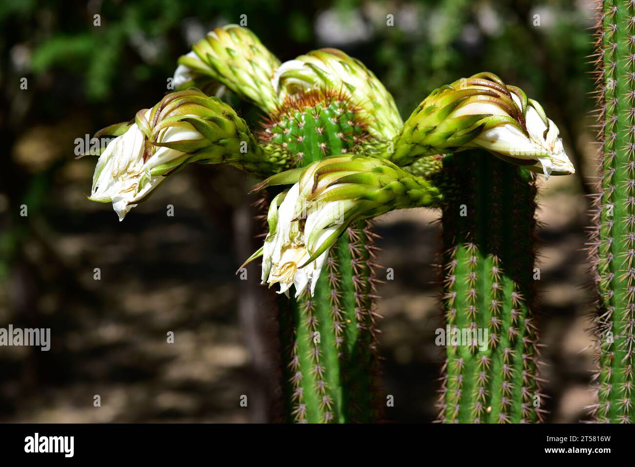 Die goldene Fackel (Echinopsis spachiana) ist ein Kaktus aus Argentinien. Stockfoto