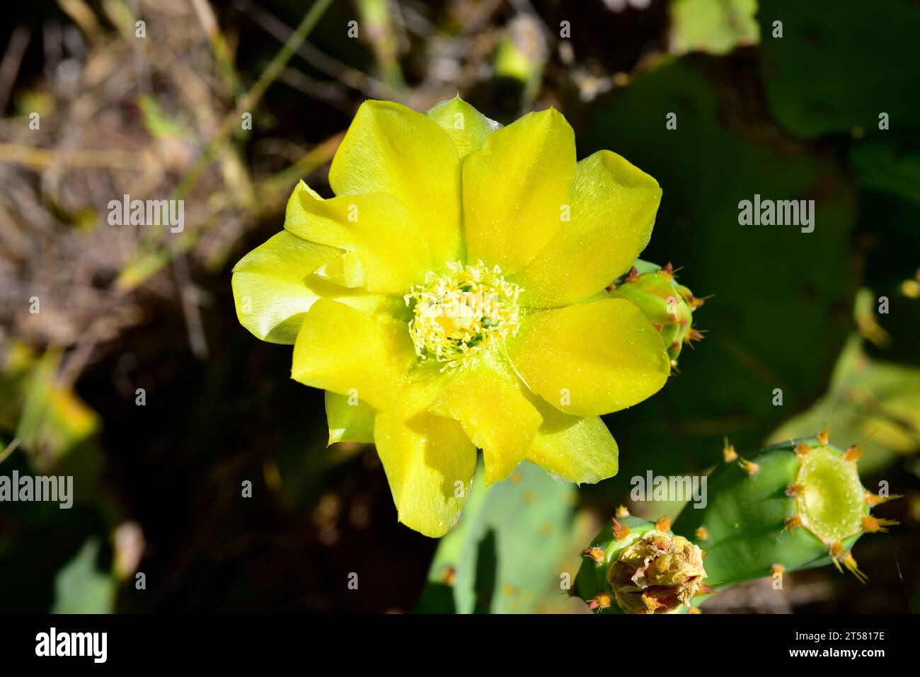 Thunfisch indien (Opuntia dillenii) ist ein Kaktus, der in Mexiko, Mittelamerika und dem Karibe beheimatet ist und in den gemäßigten Regionen Europas eingebürgert wird. Blumendetail. Stockfoto