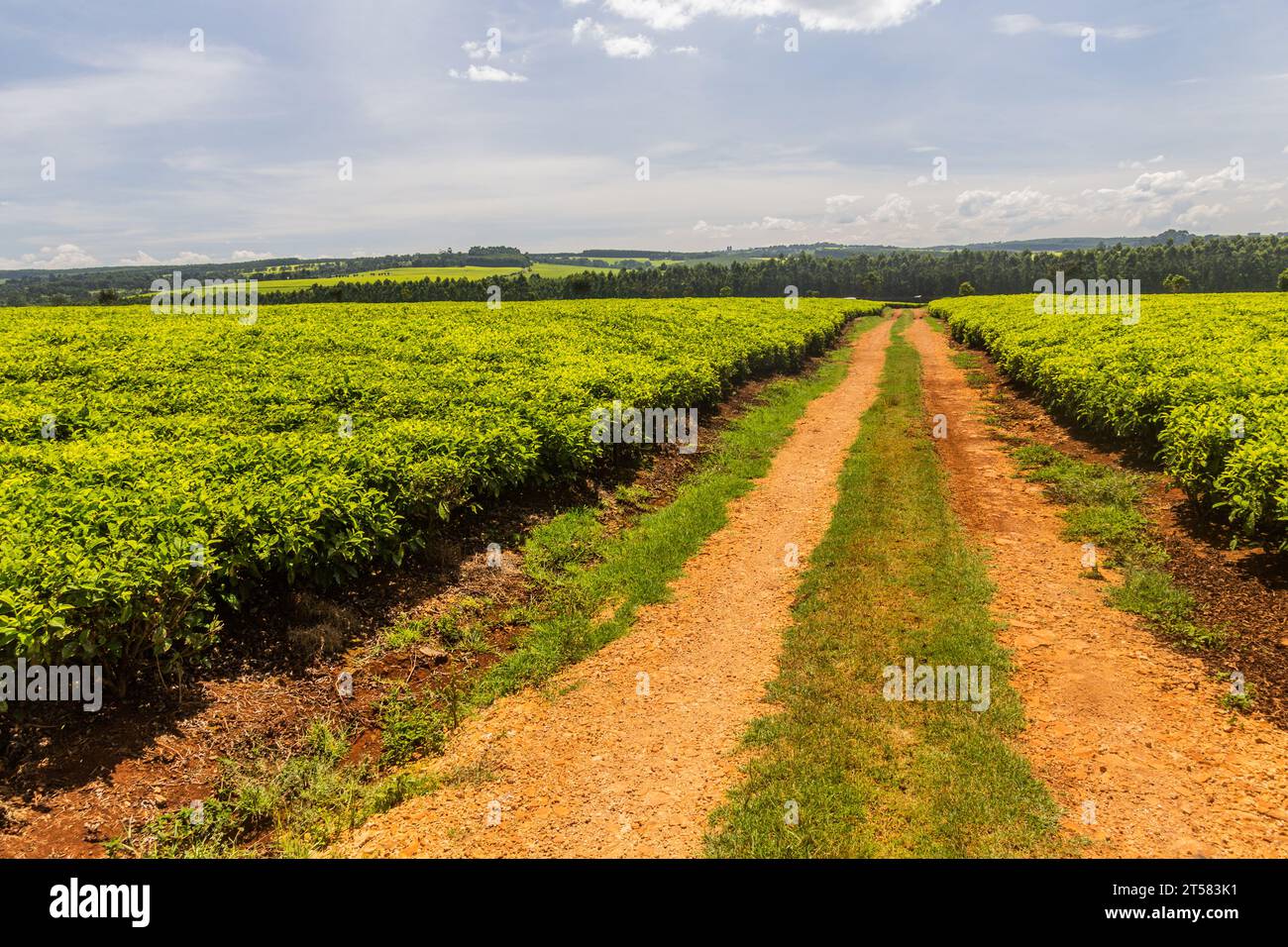 Teeplantagen in der Nähe von Kericho, Kenia Stockfoto
