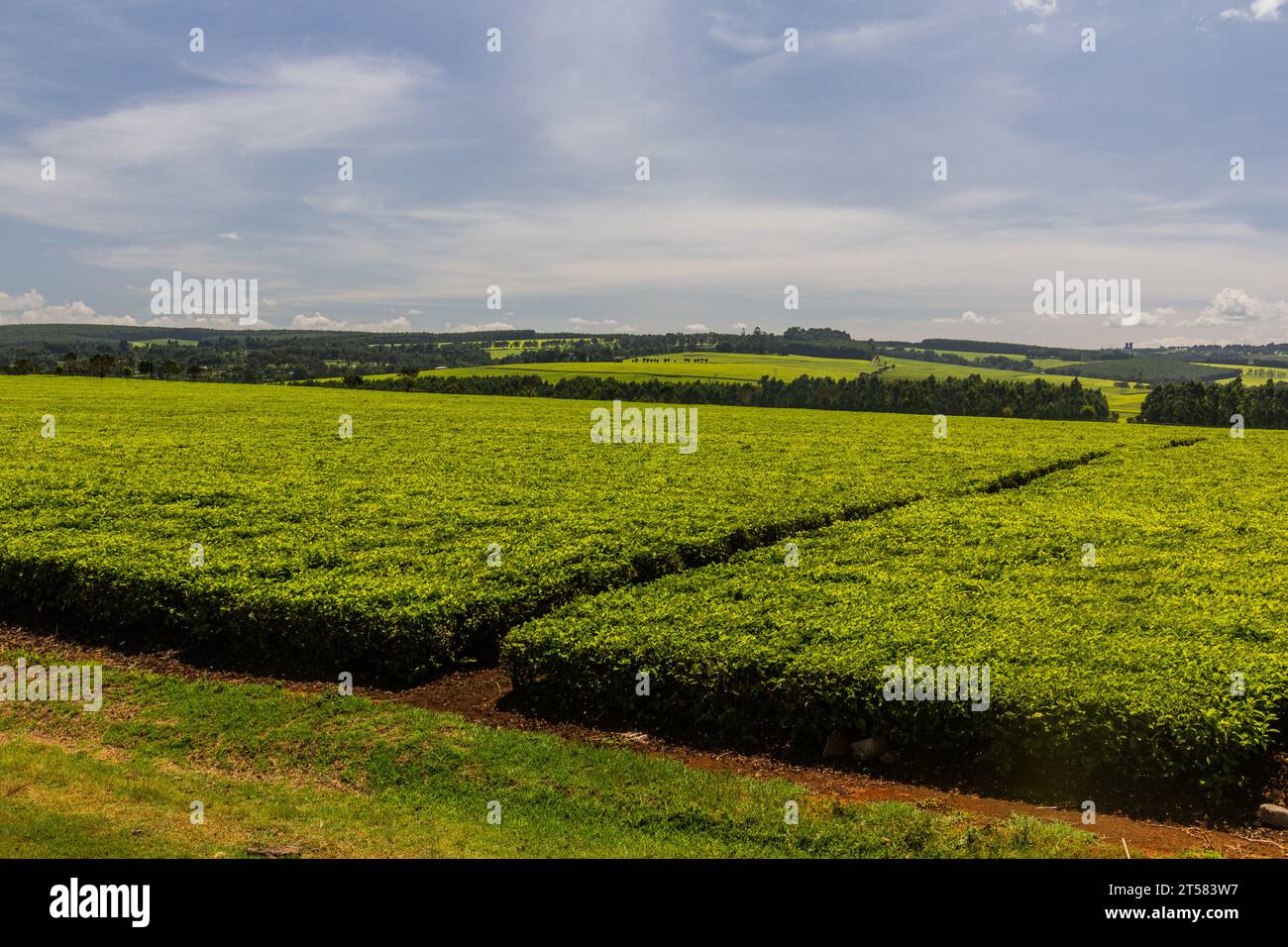 Teeplantagen in der Nähe von Kericho, Kenia Stockfoto