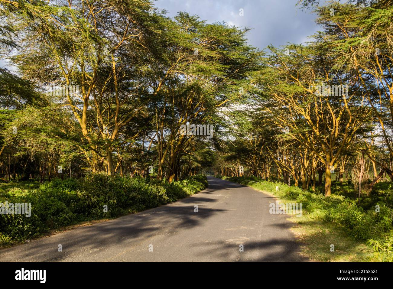 Gepflasterte Straße um den Naivasha See, Kenia Stockfoto