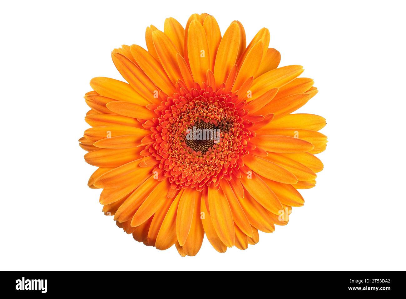 Gelbe Gerbera Gänseblümchenblume auf weiß Stockfoto