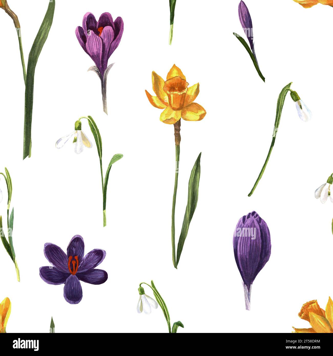 Nahtloses Muster von Frühlingsblumen handgezeichnet in Aquarell. Blumenelemente auf weißem Hintergrund zum Erstellen von Postkarten, Mustern und Verpackungen Stockfoto