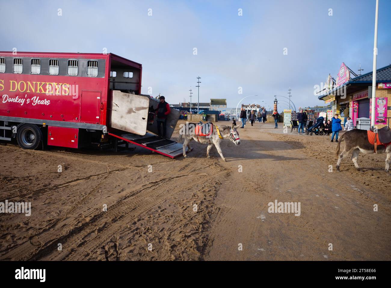 Nuttalls Esel verlassen ihren Transportwagen in Skegness Stockfoto