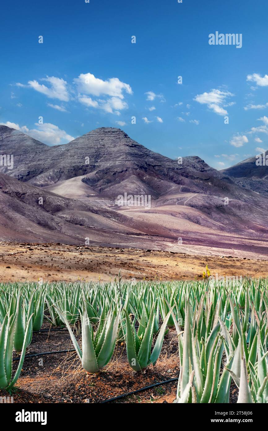 Aloe Vera Plantage Stockfoto