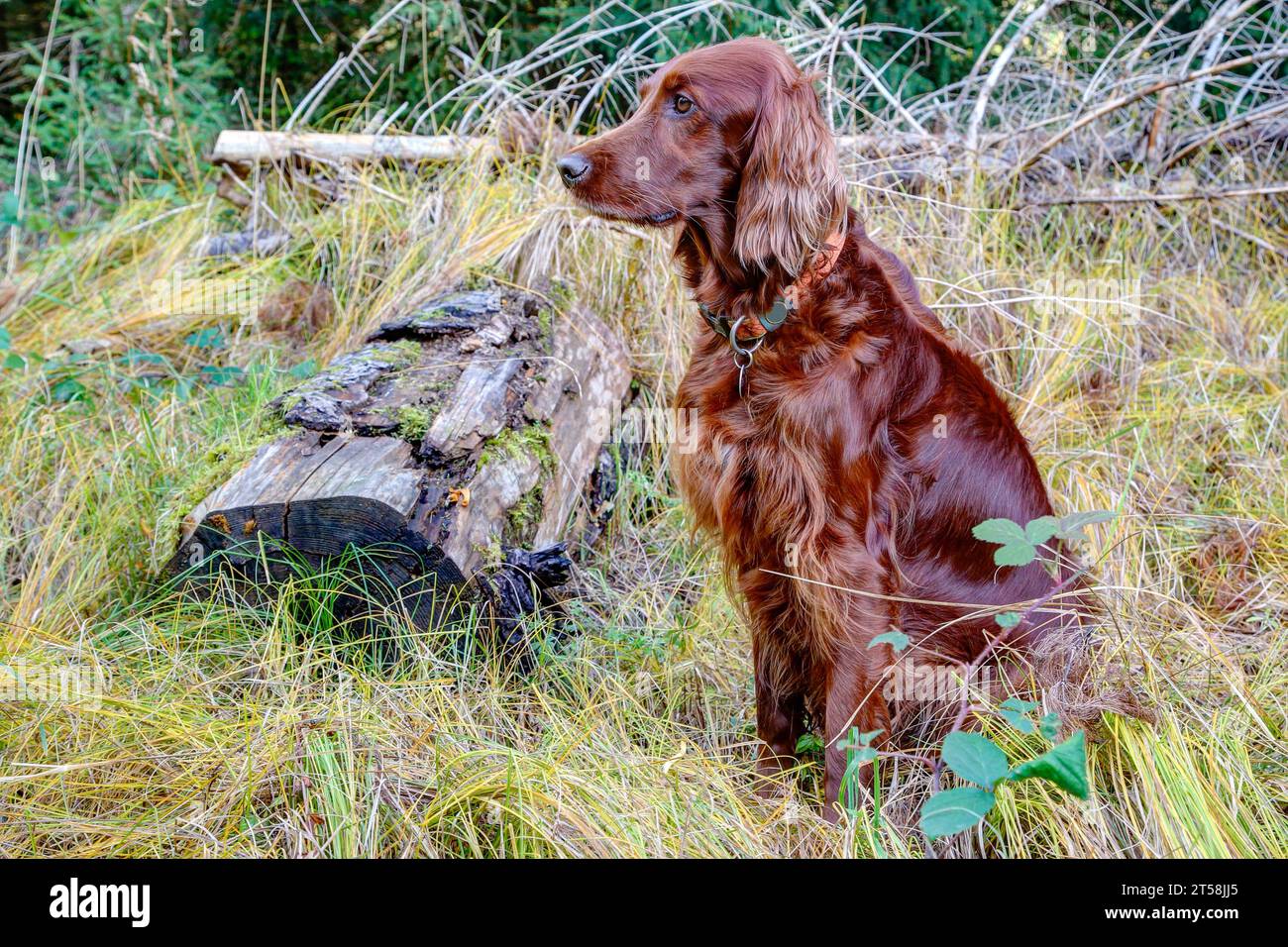 Mit seinem glänzenden Fell sitzt ein irischer Setter im bunten Gras des Herbstwaldes und beobachtet das Jagdgebiet sorgfältig. Stockfoto
