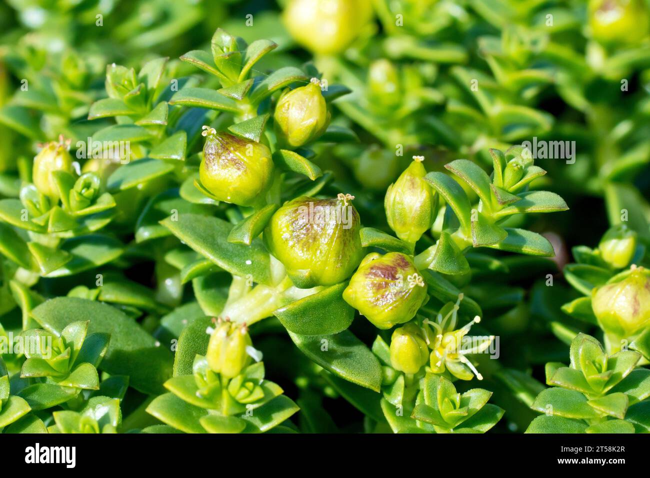 Meersandkraut (Honckenya peploides), Nahaufnahme, die die sich entwickelnden Samenkörner, Stämme und dicht gepackte Blätter dieses niedrig wachsenden Seesüchterns zeigt. Stockfoto