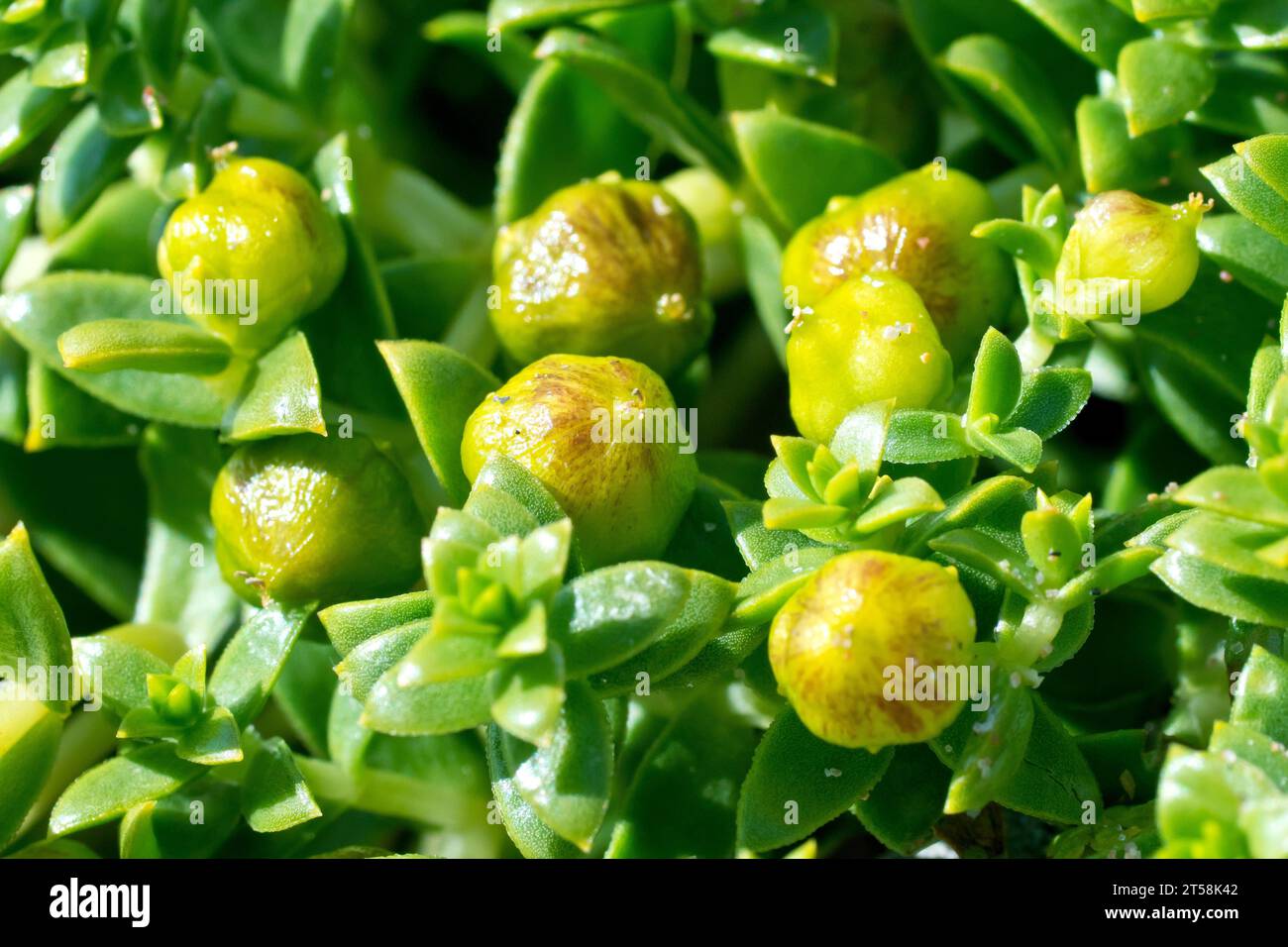 Seesandkraut (Honckenya peploides), Nahaufnahme mit den sich entwickelnden Samenkörnern und dicht gepackten Blättern dieses niedrig wachsenden Seesüchters. Stockfoto