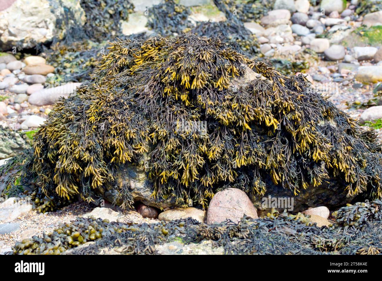 Nahaufnahme einer Alge oder Meeresalge, die über einem Felsen am Strand wächst, höchstwahrscheinlich gekanntes Wrack (pelvetia canaliculata). Stockfoto