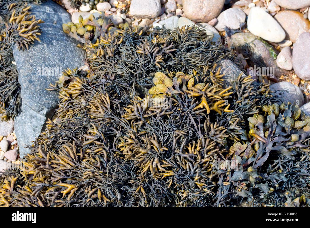 Nahaufnahme einer Alge oder Meeresalge, die über einem Felsen am Strand wächst, höchstwahrscheinlich gekanntes Wrack (pelvetia canaliculata). Stockfoto