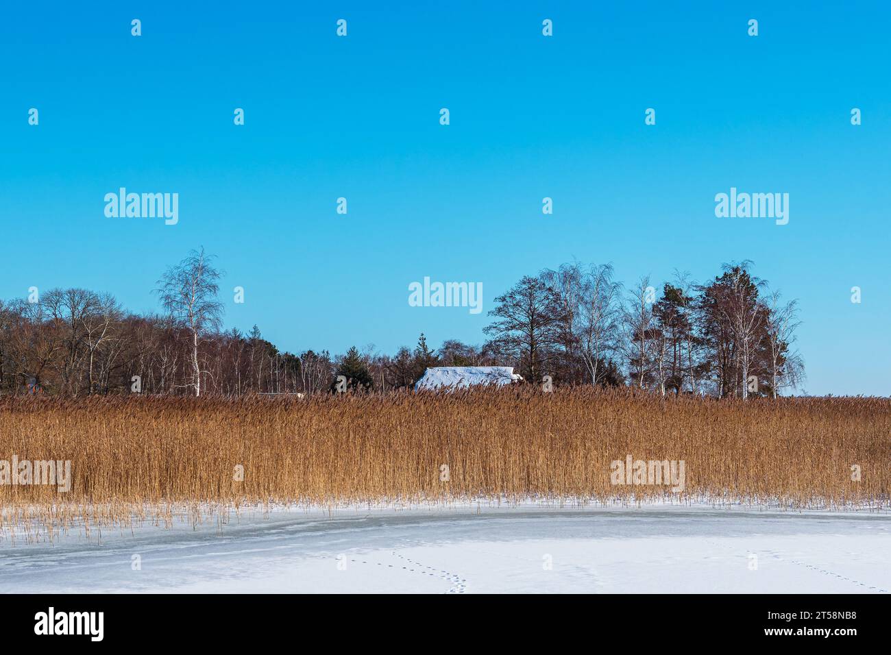 Schilf Und Bäume Am Bodden Bei Wieck Auf Fischland-Darß Im Winter. Stockfoto