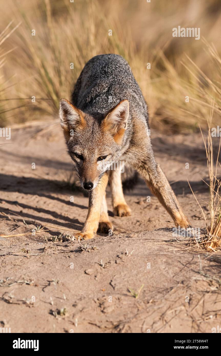 Pampas Graufuchs in Pampas Gras Umgebung, La Pampa Provinz, Patagonien, Argentinien. Stockfoto