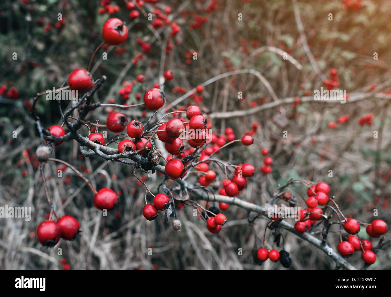 Herbstliche rote Weißdornfrüchte aus der Nähe. Unscharfer grauer Hintergrund. Ruhiger Herbstdatenschoner Stockfoto