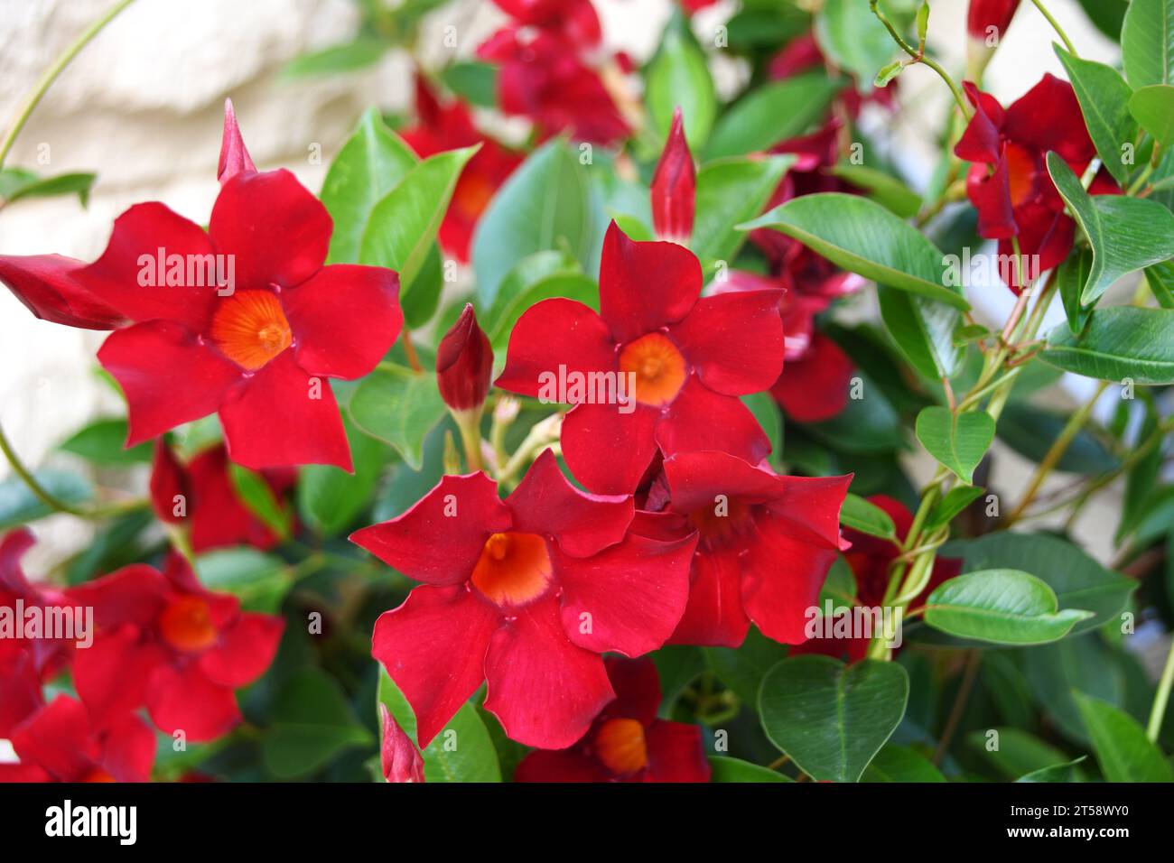 Kleine rote Blüten von Diplademia Sanderi auf grünem Blatthintergrund Stockfoto