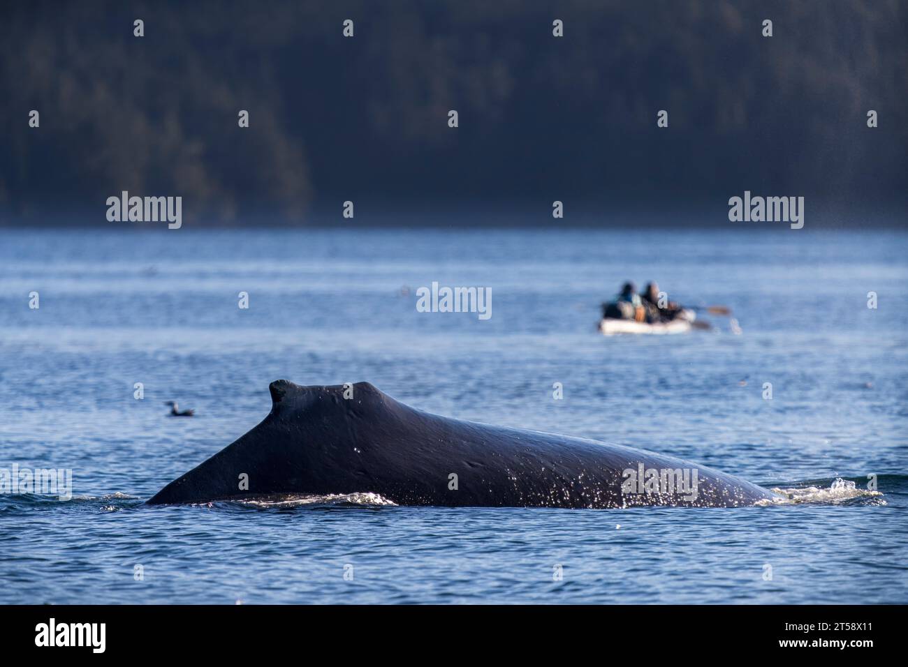 Buckelwal (Bumpy - BCY1016) taucht hinter einem Kajak im Blackfish Sound im späten Herbst vor der nördlichen Vancouver Island auf, dem Territorium der First Nations Stockfoto