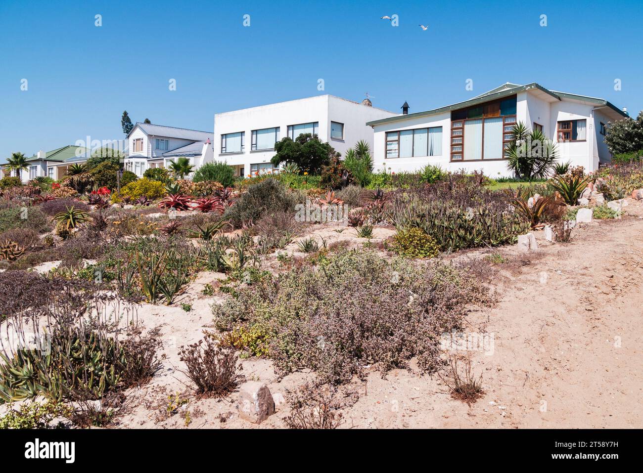 Die Strandanlagen liegen gegenüber dem Wasser jenseits der Strandpflanzen in Elands Bay in Südafrika Stockfoto