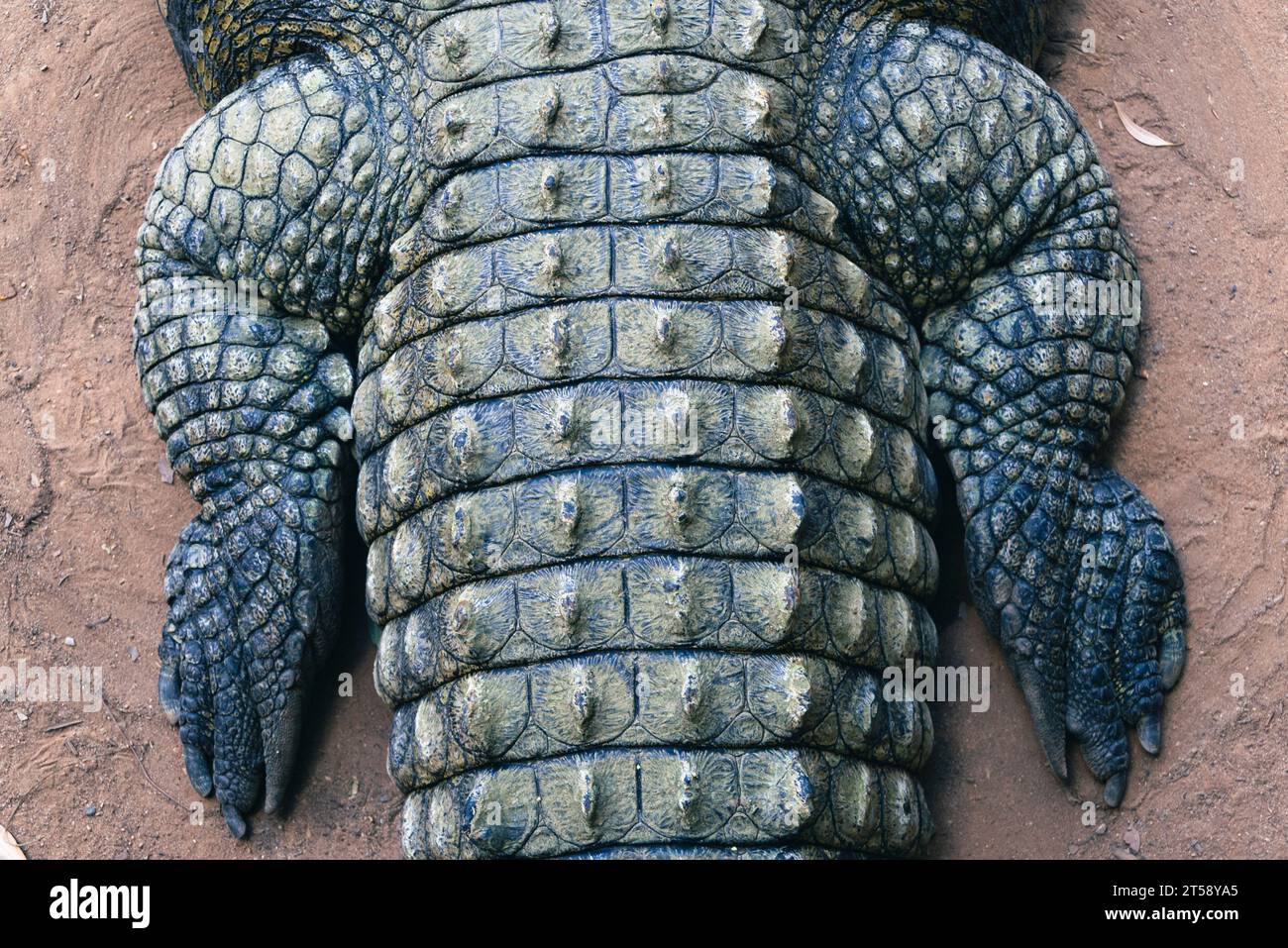 Ein Blick von oben auf die Hinterbeine eines Krokodils in Südafrika Stockfoto