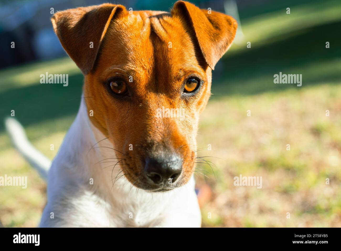 Ein niedlicher Jack Russell-Dwg mit braunem Kopf und schlampigen Ohren blickt in das Sonnenlicht in Port Elizabeth in Südafrika Stockfoto