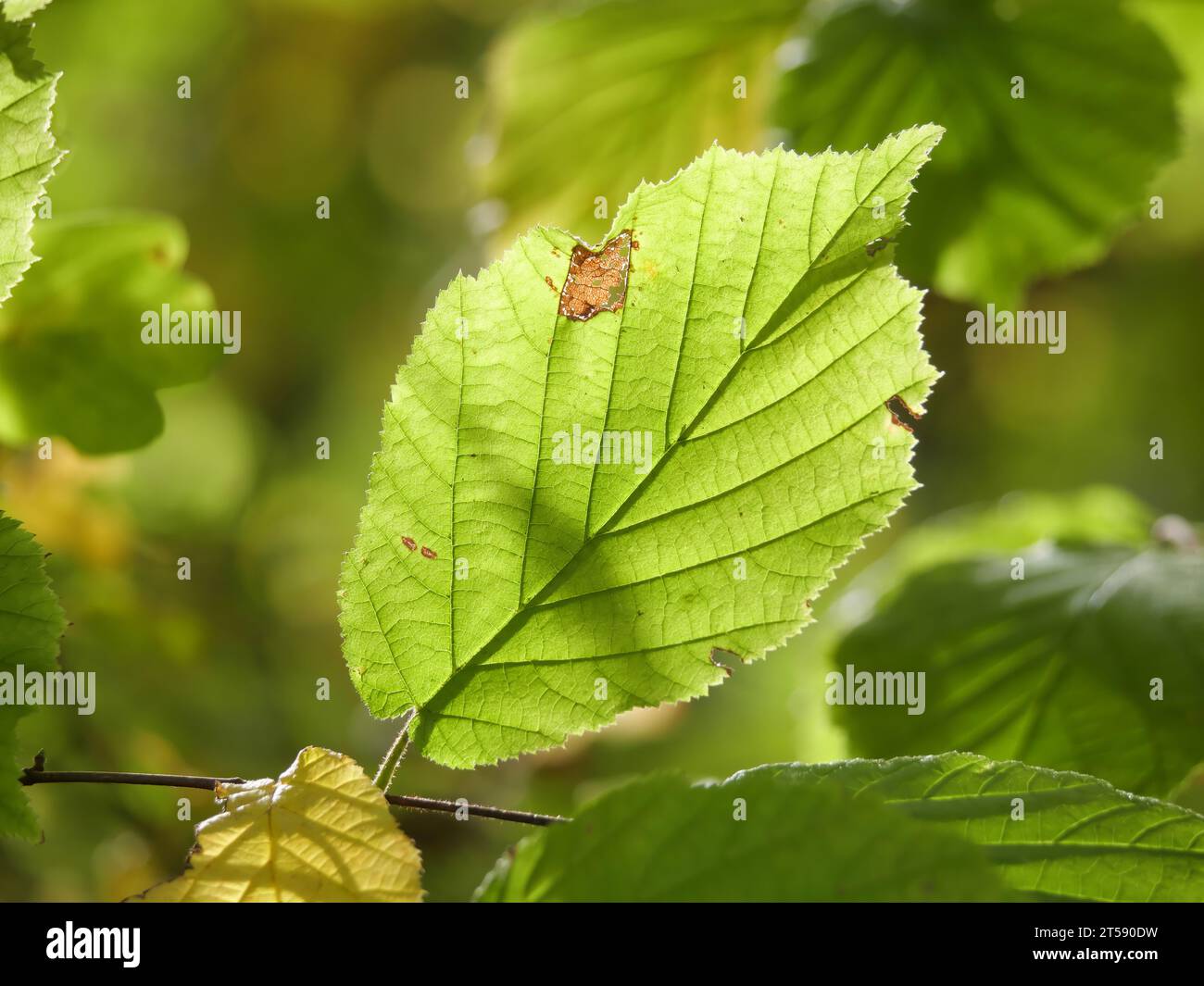 Herbstliche Blätter eines Haselnussrohrs Corylus avellana, hinterleuchtet mit Schattenspiel Stockfoto