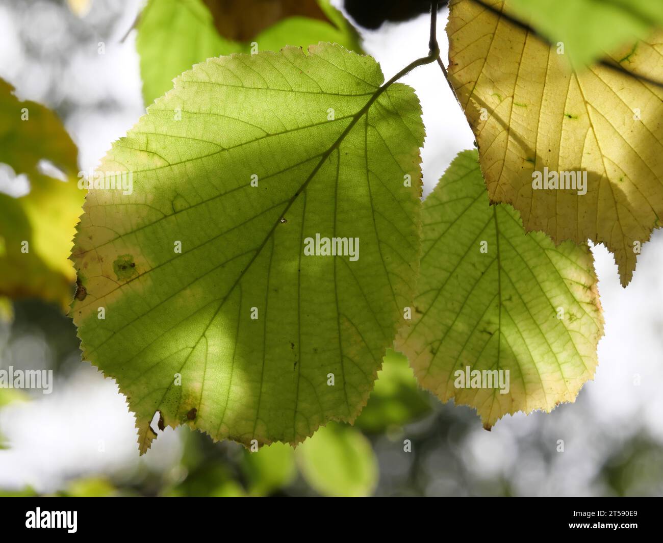 Herbstliche Blätter eines Haselnussrohrs Corylus avellana, hinterleuchtet mit Schattenspiel Stockfoto
