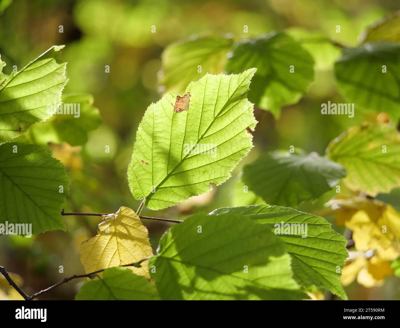 Herbstliche Blätter eines Haselnussrohrs Corylus avellana, hinterleuchtet mit Schattenspiel Stockfoto