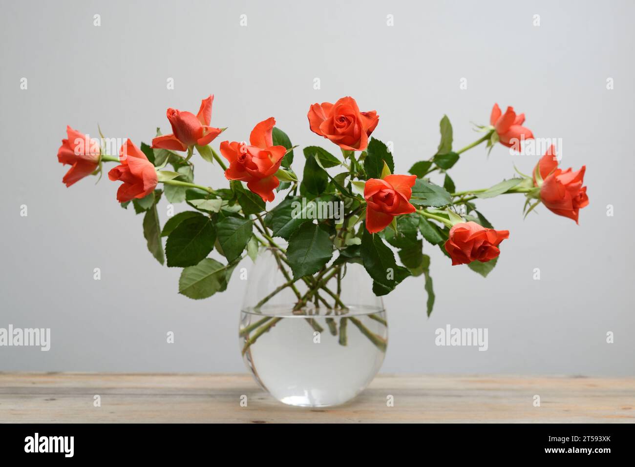 Schöne Rosen in einer Glasvase auf neutralem Hintergrund Stockfoto